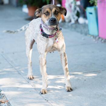 Geneva -  Hound Dog for Adoption in Wake Forest, North Carolina - Geneva | PetCurious