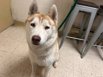 Rescue Siberian Husky Dogs for Adoption in North Haledon, New Jersey - Colt | PetCurious