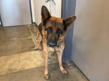 CANDY -  German Shepherd Dog Dog for Adoption in Ontario, California - CANDY | PetCurious