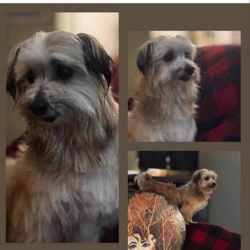 Mixed Breed Dogs Available for Adoption - Emmy | PetCurious