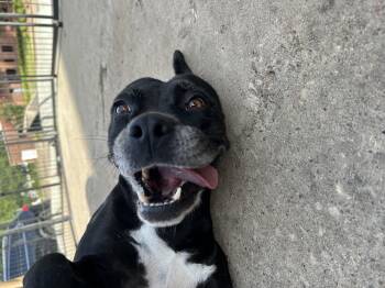 Rescue American Staffordshire Terrier Dogs for Adoption in Spring, Texas - Cookie | PetCurious
