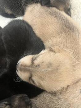 Mixed Breed Dogs Available for Adoption in Dallas, Texas - JUDY | PetCurious