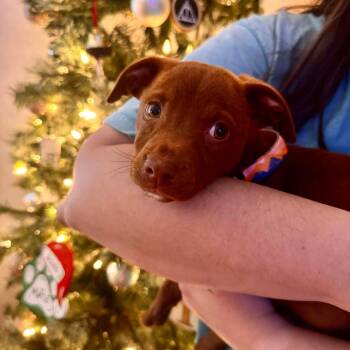 Rescue Pit Bull Terrier Dogs for Adoption - Charlotte | PetCurious