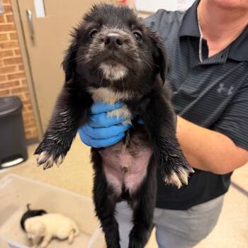 Newton -  Retriever Dog for Adoption in Birmingham, Alabama - Newton | PetCurious