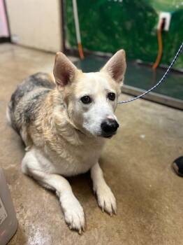 Shiloh -  Siberian Husky and German Shepherd Dog Dog for Adoption in New Braunfels, Texas - Shiloh | PetCurious