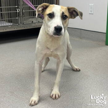 Rescue Shepherd and Labrador Retriever Dogs for Adoption in Washington, District Of Columbia - Brisk | PetCurious