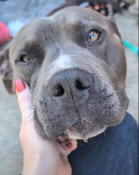 Rescue Pit Bull Terrier Dogs for Adoption in Roseville, California - Benny | PetCurious