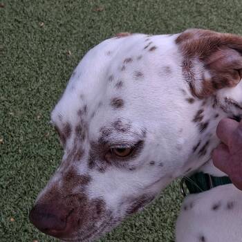 Pointer Dogs Available for Adoption - Pixel | PetCurious