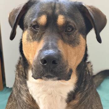 Jet -  Shepherd and Bernese Mountain Dog Dog for Adoption in Corpus Christi, Texas - Jet | PetCurious