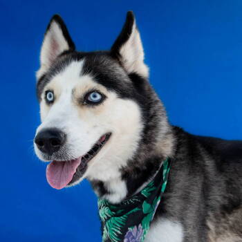 Rescue Siberian Husky Dogs for Adoption in Pasadena, California - CLAIRE | PetCurious