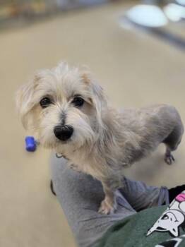 Rescue Terrier Dogs for Adoption in Woodstock, Illinois - Jemma | PetCurious