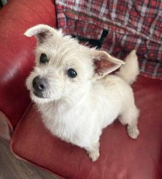 Sally -  Terrier and Chihuahua Dog for Adoption in Seattle, Washington - Sally | PetCurious
