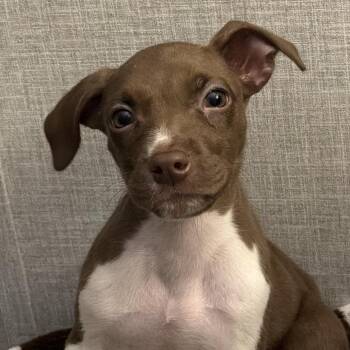 Momo -  Pit Bull Terrier and Chihuahua Dog for Adoption in Kittanning, Pennsylvania - Momo | PetCurious