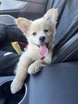 Penny -  Australian Shepherd Dog for Adoption in Sunnyvale, California - Penny | PetCurious