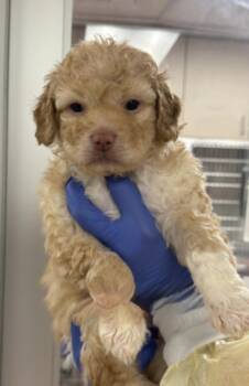 Poodle Dogs Available for Adoption in Copiague, New York - Turnip | PetCurious