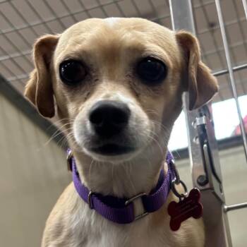 Toa 54409 -  Chinese Crested Dog and Dachshund Dog for Adoption in Las Vegas, Nevada - Toa 54409 | PetCurious