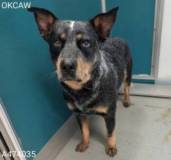 Australian Cattle Dog Blue Heeler and Mixed Breed Dogs Available for Adoption in Oklahoma City, Oklahoma - DAKOTA | PetCurious