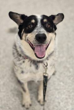 Gunnar -  Australian Cattle Dog Blue Heeler Dog for Adoption in Viroqua, Wisconsin - Gunnar | PetCurious
