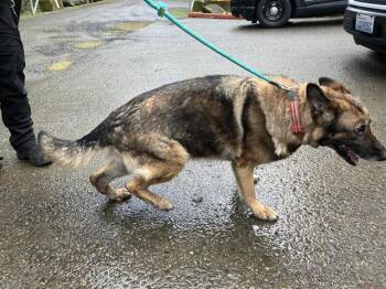 German Shepherd Dog Dogs Available for Adoption in Kent, Washington - RADISH | PetCurious