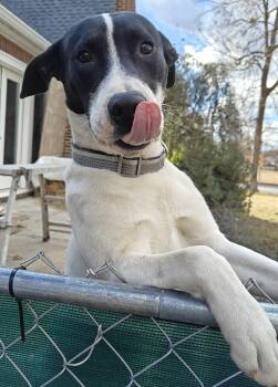 Rescue Fox Terrier and Labrador Retriever Dogs for Adoption in Glencoe, Alabama - Ross | PetCurious