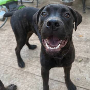 Rescue Cane Corso Dogs for Adoption in Manchester, Pennsylvania - Raven | PetCurious