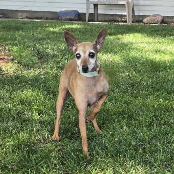Bailey Jane -  Feist Dog for Adoption in Waterloo, Iowa - Bailey Jane | PetCurious
