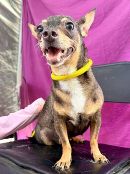 Olivia -  Chihuahua and Mixed Breed Dog for Adoption in Livingston, Texas - Olivia | PetCurious