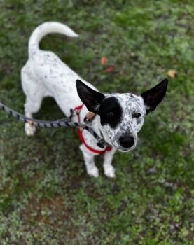Rescue Cattle Dog Dogs for Adoption in Grants Pass, Oregon - Sparky | PetCurious