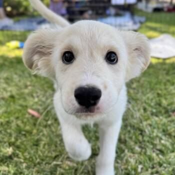 Collie and Poodle Dogs Available for Adoption in San Diego, California - Gino | PetCurious