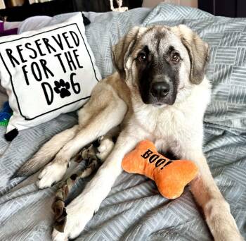 Melek -  Shepherd Dog for Adoption in Kansas City, Kansas - Melek | PetCurious