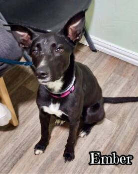 Border Collie Dogs Available for Adoption - Ember | PetCurious