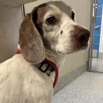 Memo (ID 52259) -  Pointer Dog for Adoption in Manassas, Virginia - Memo (ID 52259) | PetCurious