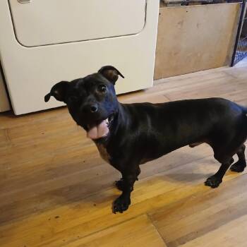 BEN -  Terrier Dog for Adoption in Chicopee, Massachusetts - BEN | PetCurious