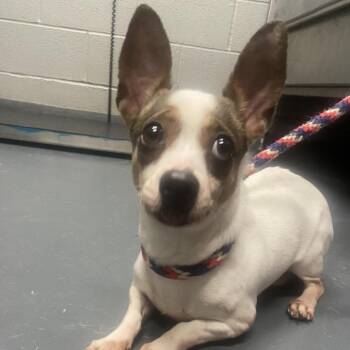 Chiquita -  Mixed Breed Dog for Adoption in Allentown, Pennsylvania - Chiquita | PetCurious
