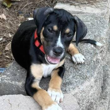 Joey Puzzle -  Boxer and Basenji Dog for Adoption in Andover, Massachusetts - Joey Puzzle | PetCurious