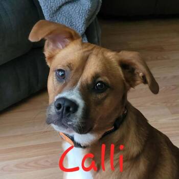 Boxer and Australian Shepherd Dogs Available for Adoption in Republic, Missouri - Calli | PetCurious