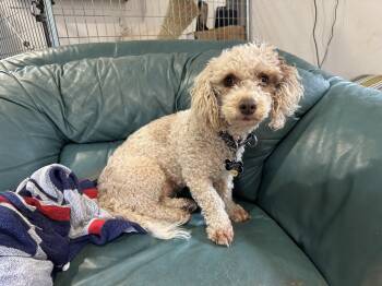 Poodle and Dachshund Dogs Available for Adoption in Millerstown, Pennsylvania - LIMA Bean | PetCurious