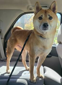 Rescue Shiba Inu Dogs for Adoption in Murphysboro, Illinois - Teddy | PetCurious