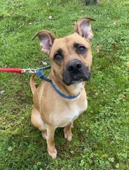 Rescue Boxer and Mixed Breed Dogs for Adoption in Batavia, Ohio - Diesel | PetCurious