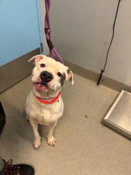 Kratos -  Pit Bull Terrier Dog for Adoption in Bloomington, Indiana - Kratos | PetCurious