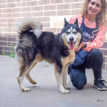 Tobby -  Mixed Breed Dog for Adoption in Chamblee, Georgia - Tobby | PetCurious