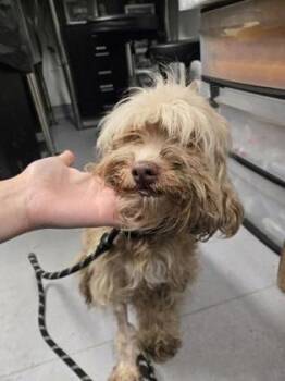 Mixed Breed Dogs Available for Adoption in West Chester, Pennsylvania - Sharon | PetCurious