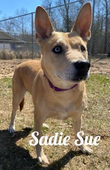 Mixed Breed Dogs Available for Adoption - Sadie Sue | PetCurious
