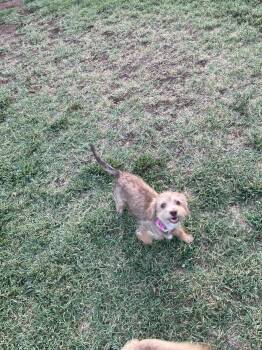 BABY CRICKET -  Terrier Dog for Adoption in Fresno, California - BABY CRICKET | PetCurious