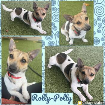 Toy Fox Terrier Dogs Available for Adoption in Clearfield, Pennsylvania - Rolly Polly | PetCurious