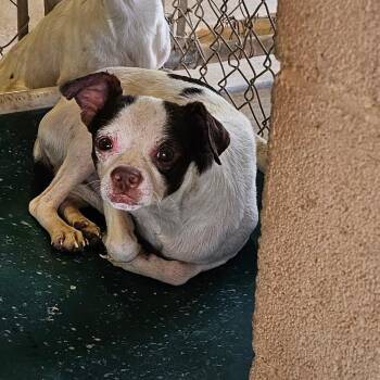 Rescue Chihuahua Dogs for Adoption in Midland, Texas - Waylon | PetCurious