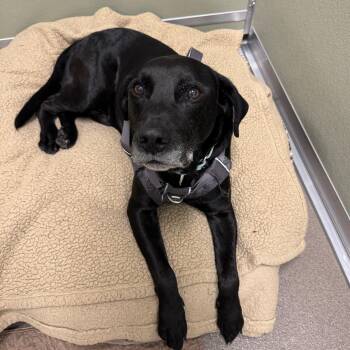 Bojangles -  Black Labrador Retriever Dog for Adoption in Mt. Juliet, Tennessee - Bojangles | PetCurious