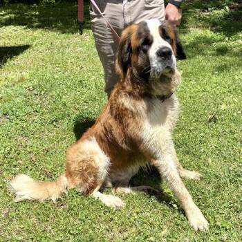 Saint Bernard and Mixed Breed Dogs Available for Adoption in Falls Church, Virginia - Saint | PetCurious