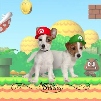 Mario -  Jack Russell Terrier and Chihuahua Dog for Adoption in Valparaiso, Indiana - Mario | PetCurious