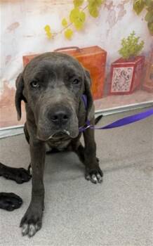 Cane Corso Dogs Available for Adoption in San Bernardino, California - EZRA | PetCurious